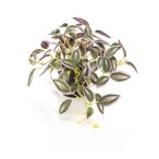 Tradescantia 19 cm - Zöld/lila (műanyag cserépben)