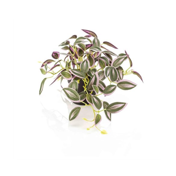 Tradescantia 19 cm - Zöld/lila (műanyag cserépben)