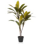 Cordyline x3 105cm (műanyag cserépben)