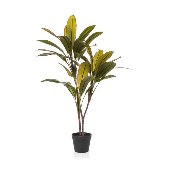 Cordyline x3 105cm (műanyag cserépben)