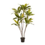 Cordyline x7 160cm (műanyag cserépben)