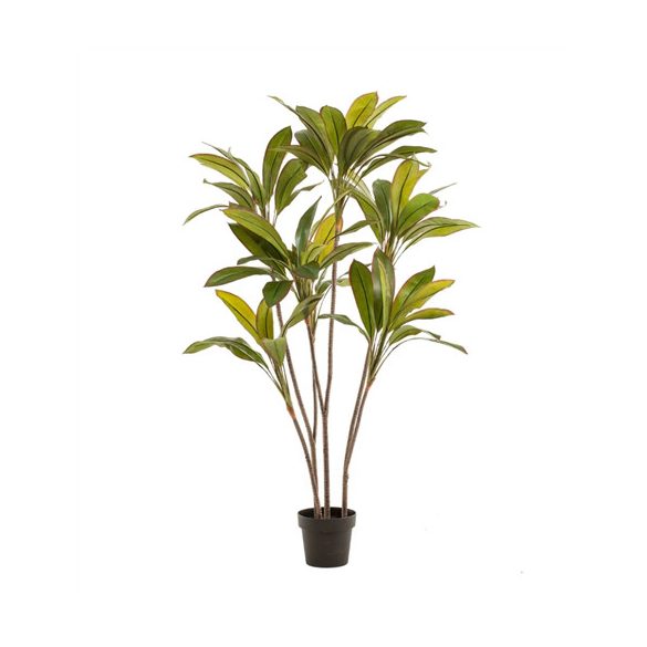 Cordyline x7 160cm (műanyag cserépben)