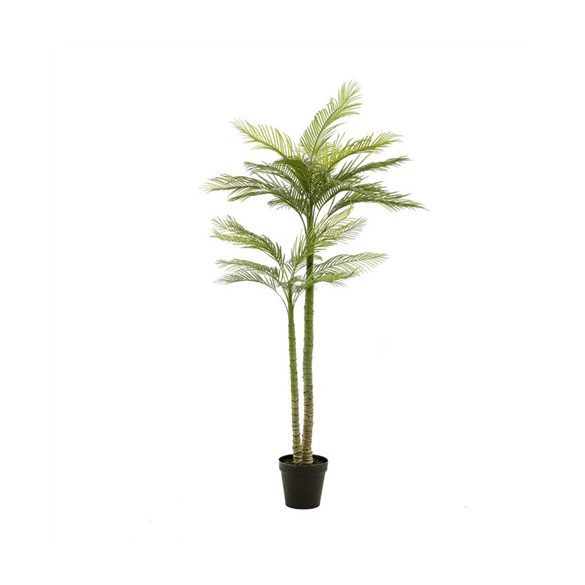 Főnix pálma (Phoenix palm de luxe) x2 225cm (műanyag cserépben)