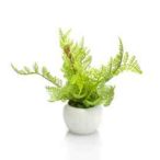 Fern forest 18cm - (cserépben)