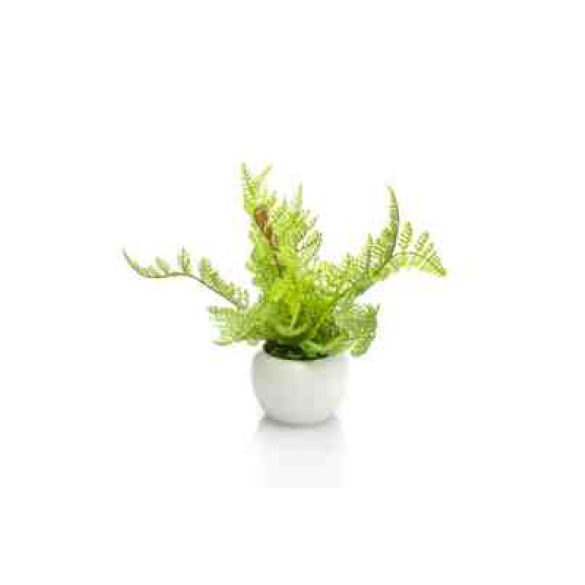 Fern forest 18cm - (cserépben)