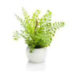 Fern adianthum 18cm - (cserépben)