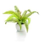 Fern boston 18cm - (cserépben)