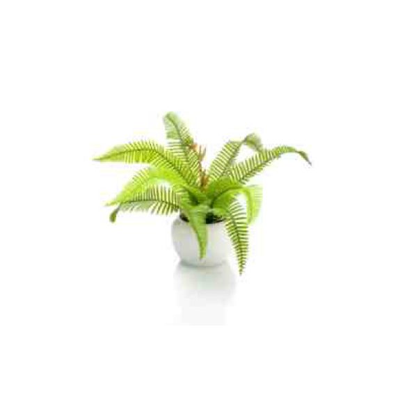 Fern boston 18cm - (cserépben)