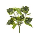 Scindapsus bush 28cm