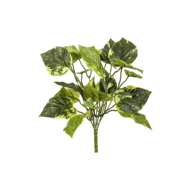 Scindapsus bush 28cm