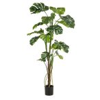 Monstera x3 w air roots 180cm (műanyag cserépben)