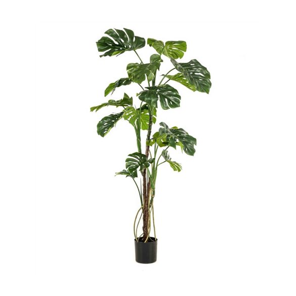Monstera x3 w air roots 180cm (műanyag cserépben)