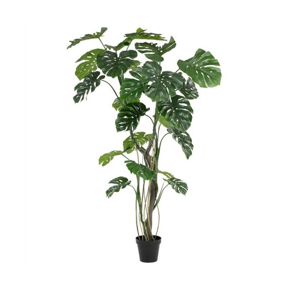 Monstera x4 w air roots 210cm (műanyag cserépben)