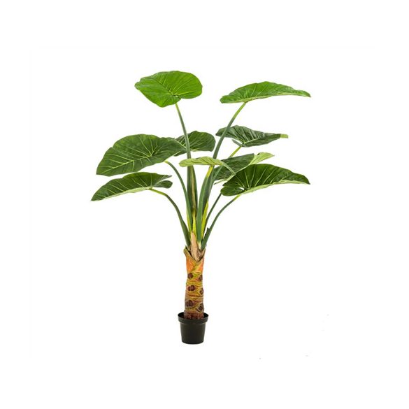 Alocasia 160cm/ 9 levél (műanyag cserépben)