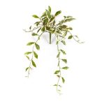 Hoya hanging bush 50cm