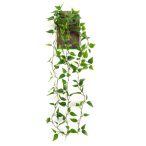 Philodendron hanging bush 85cm - Zöld