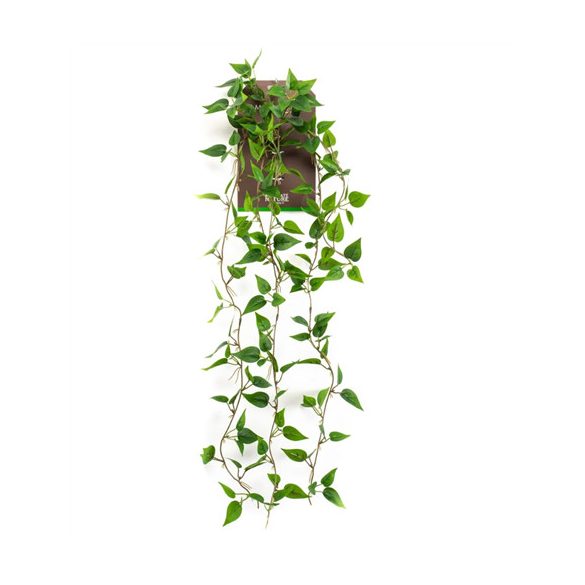 Philodendron hanging bush 85cm - Zöld