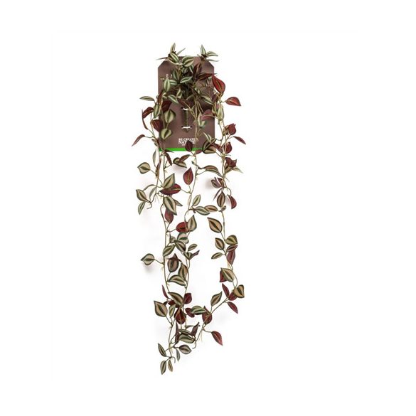 Tradescantia hanging bush 85cm - Burgundy