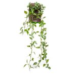 Peperomia hanging bush 85cm - Zöld