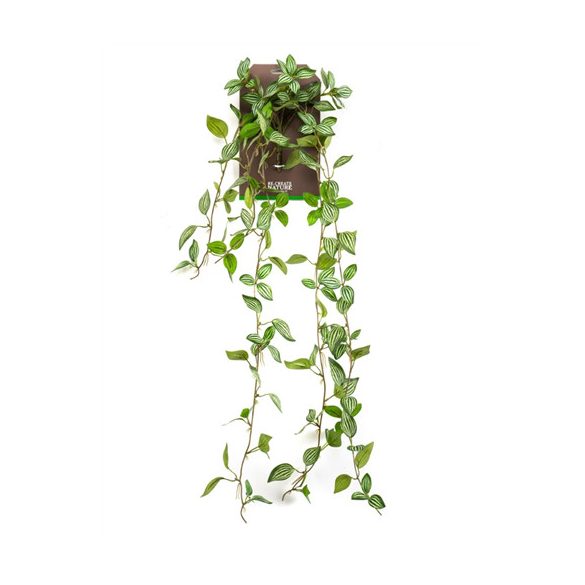 Peperomia hanging bush 85cm - Zöld