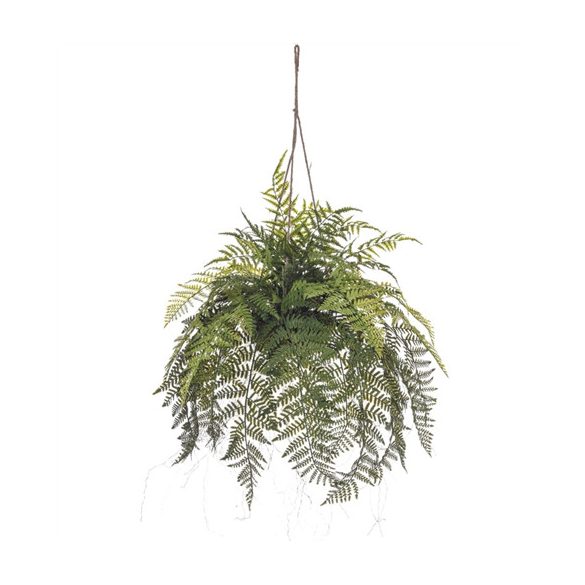 Rumohra adiantiformis hanging deco 80cm
