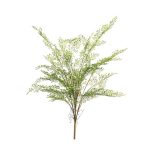 Adianthum fern bush 75cm
