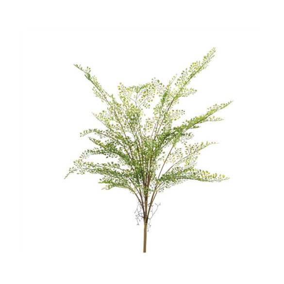 Adianthum fern bush 75cm