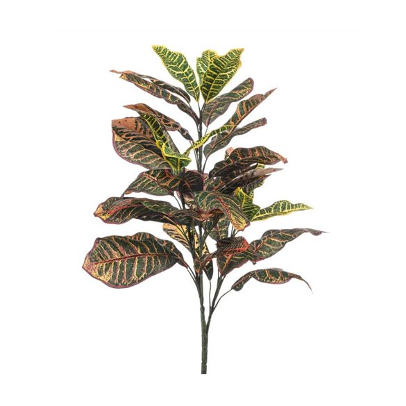 Croton bush x3 70cm