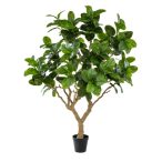 Ficus elastica botanic tree 240cm (műanyag cserépben)