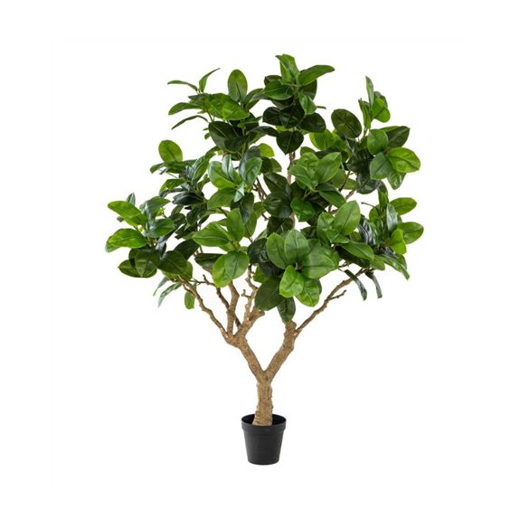Ficus elastica botanic tree 240cm (műanyag cserépben)