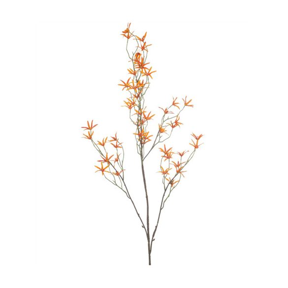 Tweedia spray 120cm - Narancs