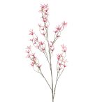 Tweedia spray 120cm - Beauty