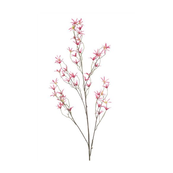 Tweedia spray 120cm - Beauty