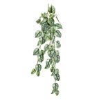 Scindapsus hanging spray csüngő 85cm - Zöld