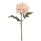 Peony jumbo spray 75cm - Barack