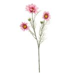 Cosmos spray 56cm - Rózsaszín