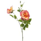 Rose liza spray x3 80cm - Barack