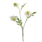 Scabiosa spray x3 62cm - Fehér