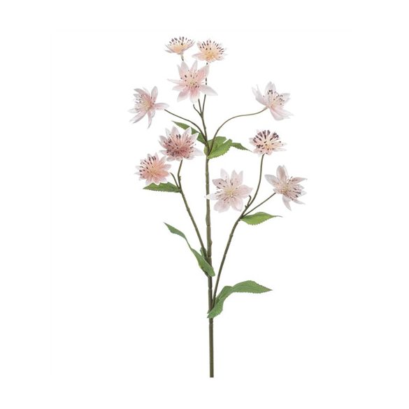 Astrantia spray 70cm - Világos rózsaszín