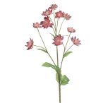 Astrantia spray 70cm - Sötét rózsaszín
