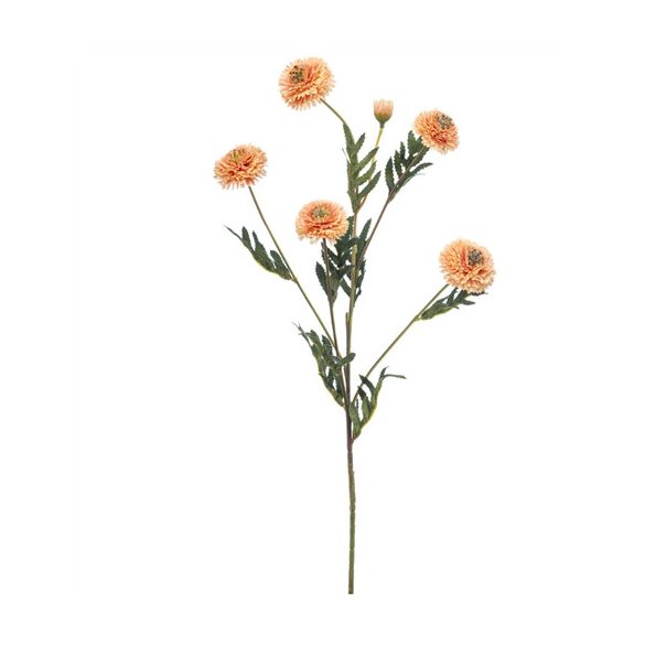 Tagetes spray 70cm - Barack