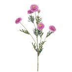 Tagetes spray 70cm - Lila