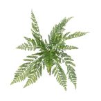 Asplenium fern bush 90cm (UV/időjárás álló)