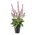 Salvia bush 45cm - Mályva (műanyag cserépben)