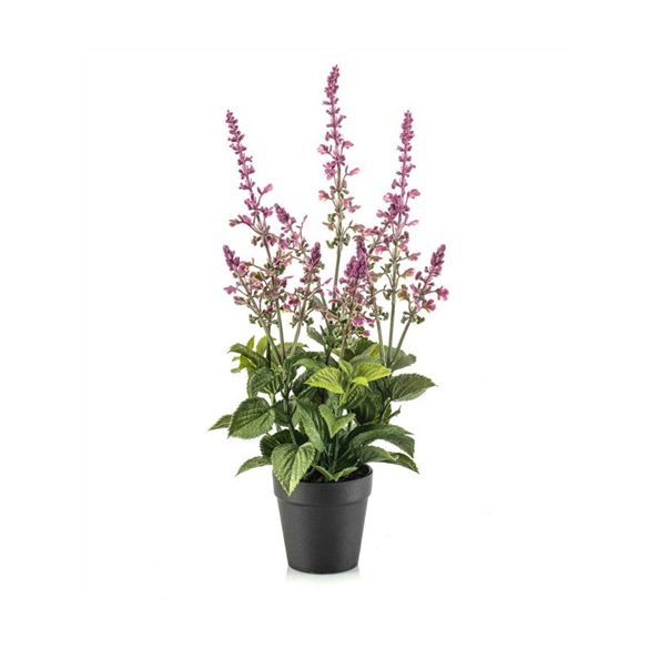 Salvia bush 45cm - Mályva (műanyag cserépben)