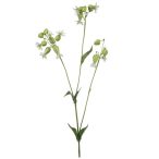 Silene spary 80cm - Fehér/zöld