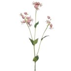 Silene spary 80cm - Rózsaszín