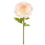 Rózsa óriás 115cm szárral - Barack