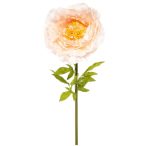 Peony giant 115cm szárral - Barack