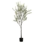 Oliva fa UV 175cm (műanyag cserépben)